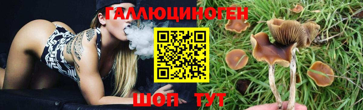 Кашира  Псилоцибиновые грибы Psilocybe  Вход с VPN 